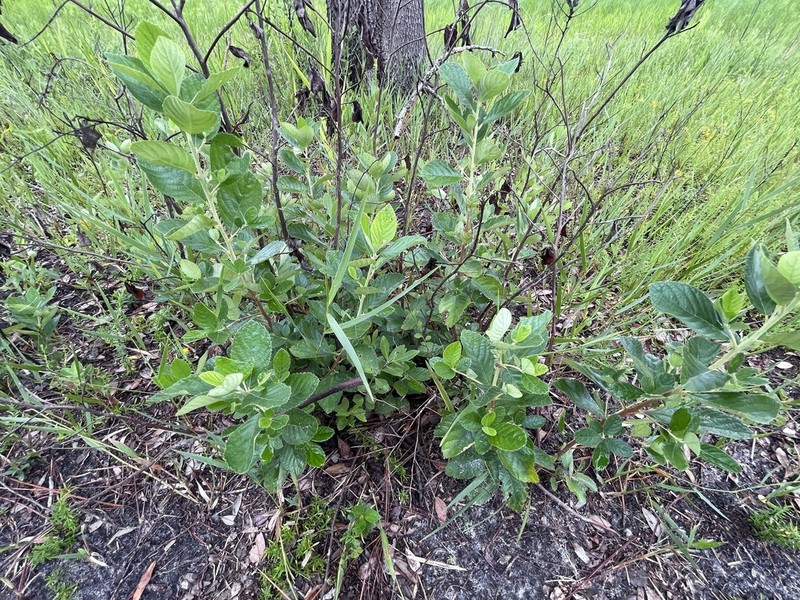 Clethra tomentosa photo 8