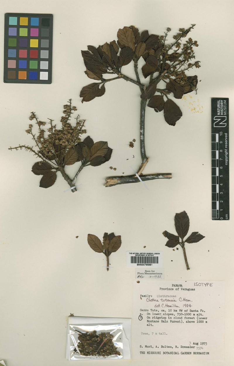 Clethra tutensis