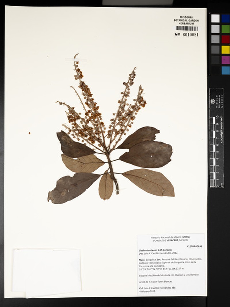 Clethra tuxtlensis
