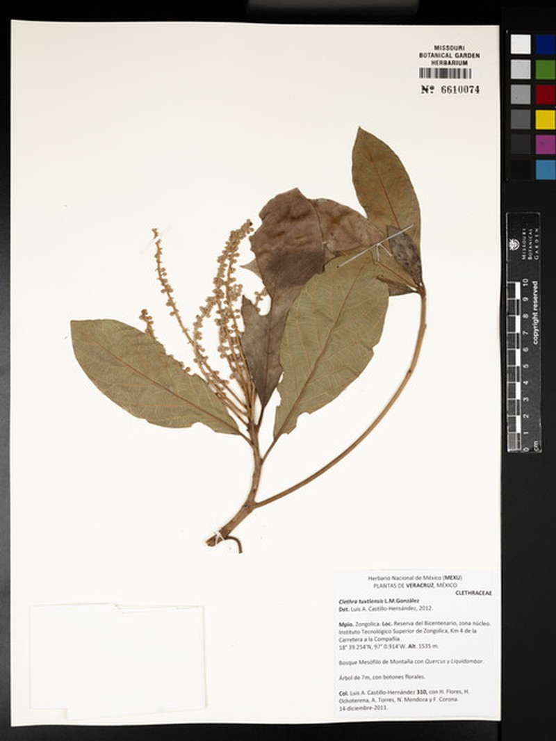 Clethra tuxtlensis photo 2