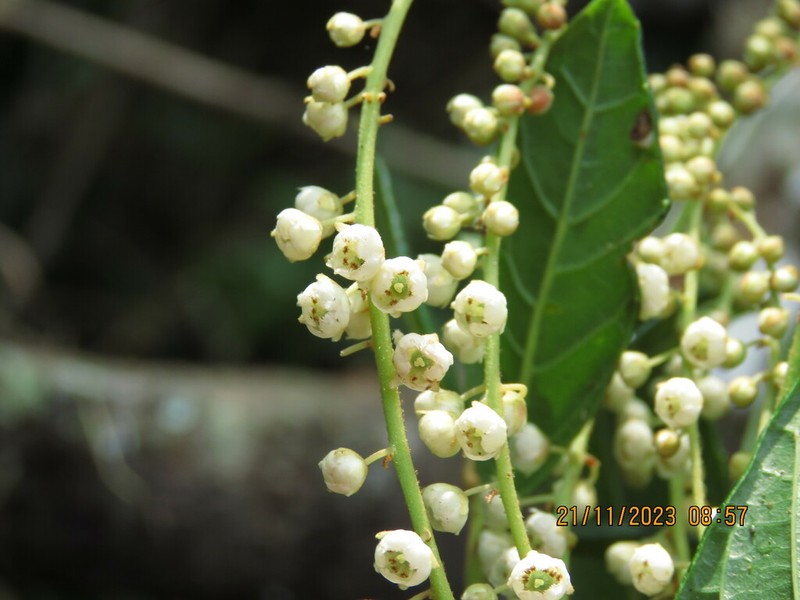 Clethra uleana photo 2