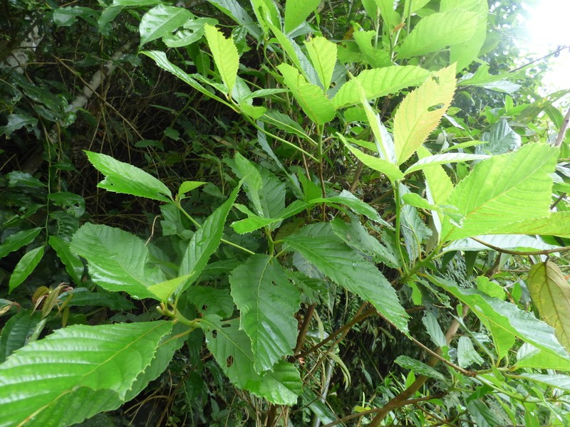 Clethra uleana photo 3