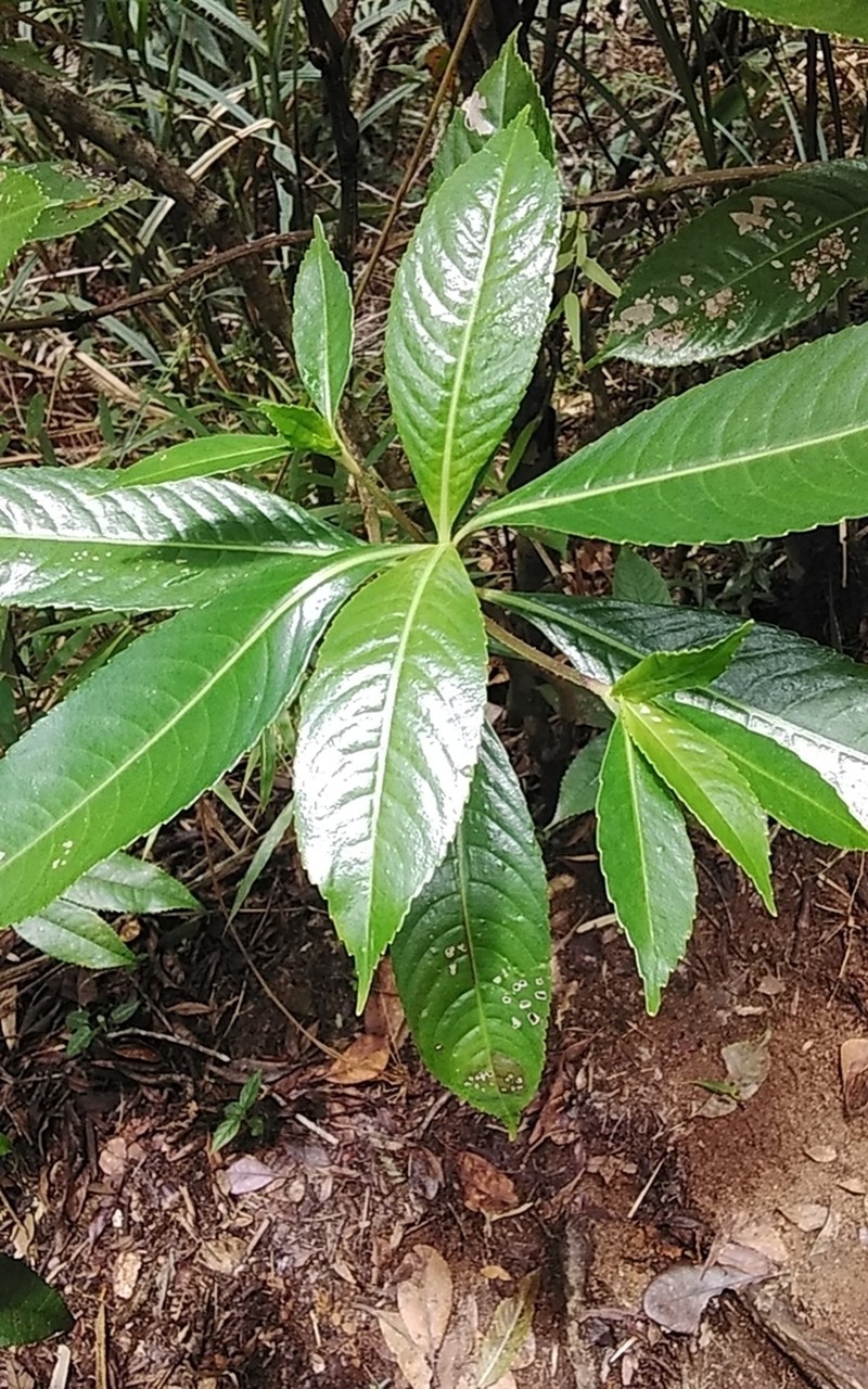 Clethra uleana photo 4