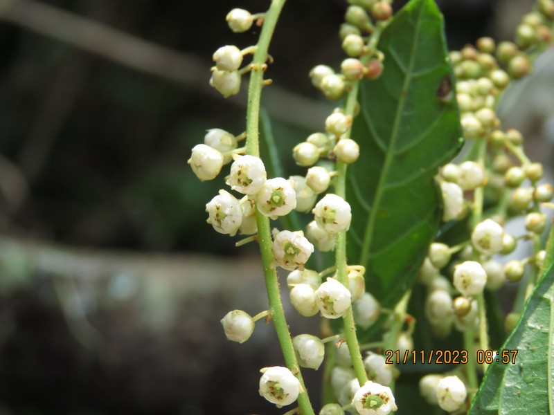Clethra uleana photo 5
