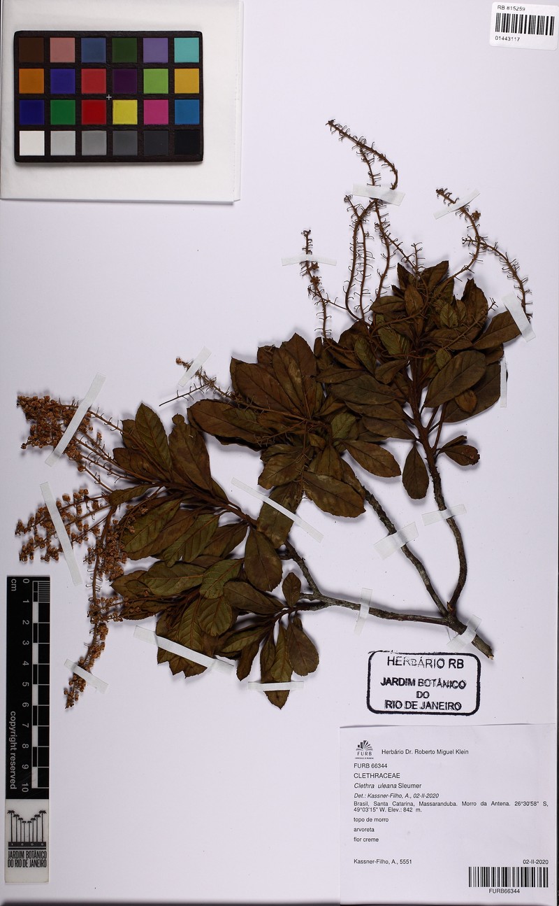 Clethra uleana photo 6