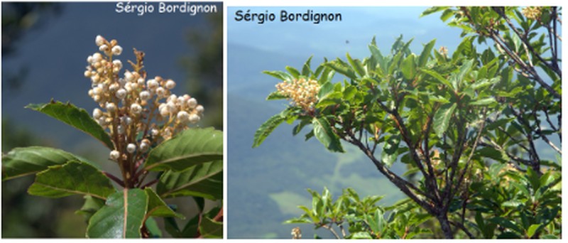 Clethra uleana