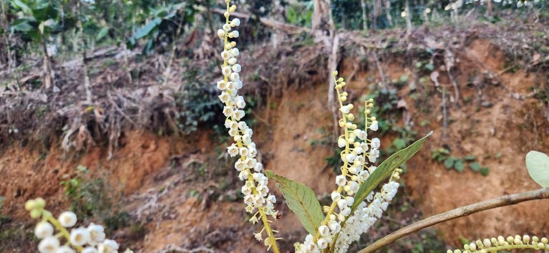 Clethra vicentina photo 2