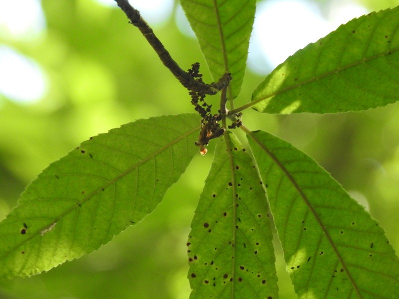 Clethra vicentina photo 3
