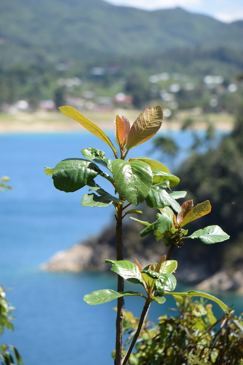 Clethra vicentina photo 4