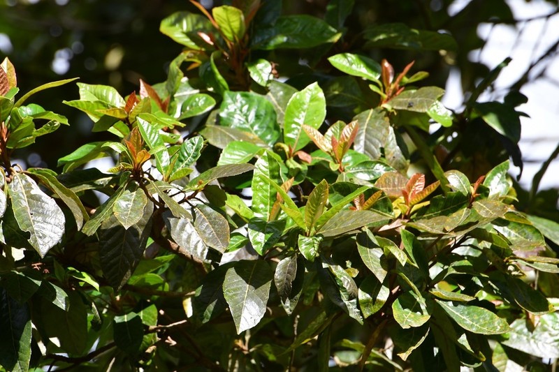 Clethra vicentina photo 5