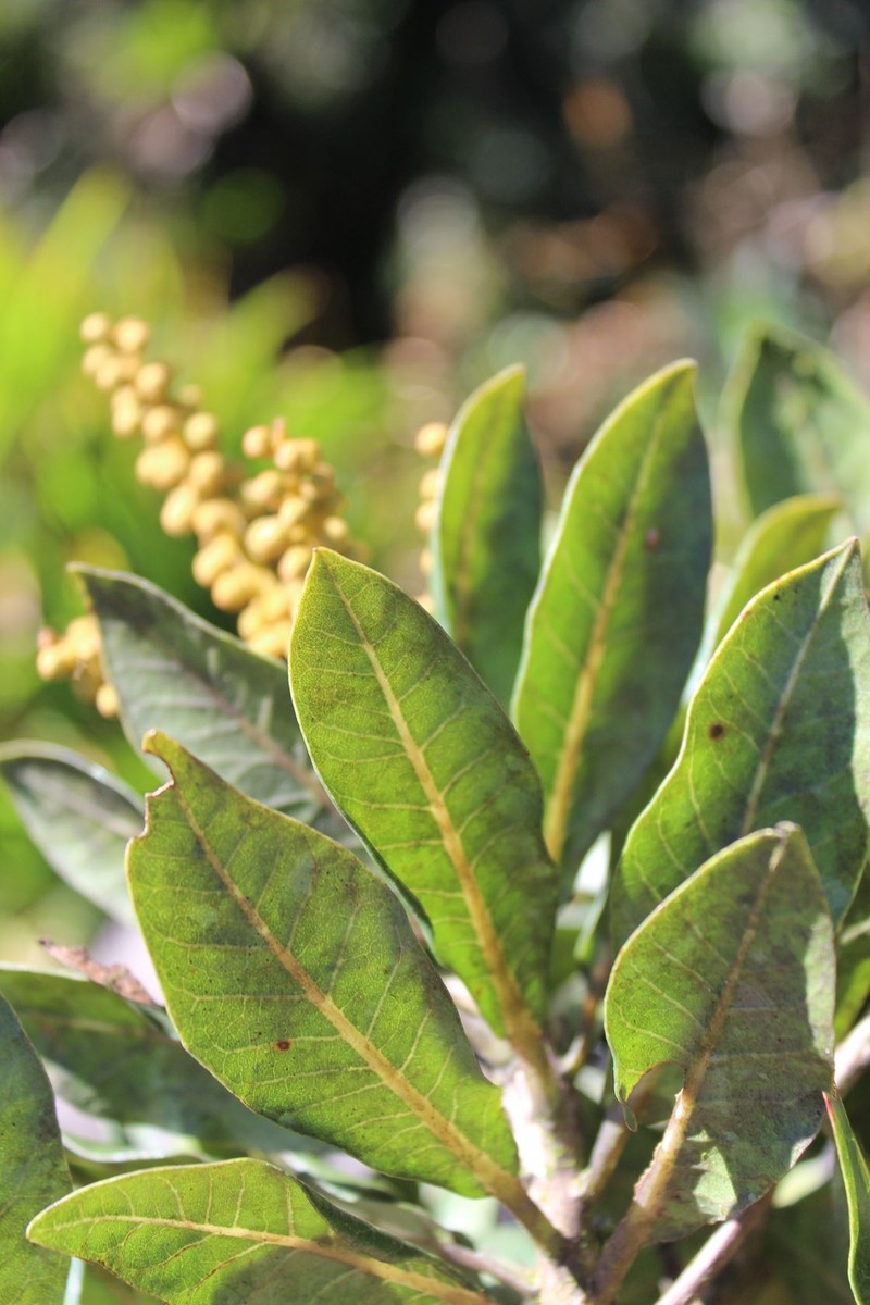 Clethra vicentina photo 7