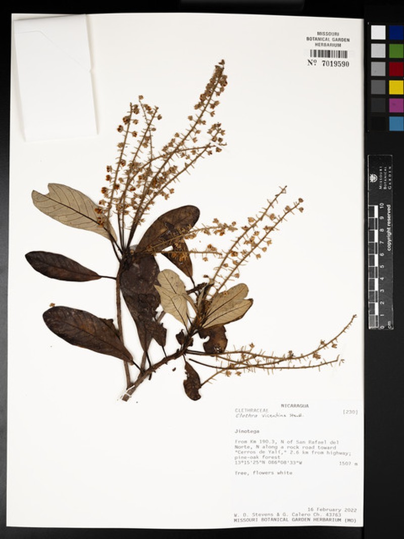 Clethra vicentina photo 8