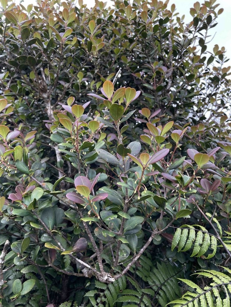 Teta Prieta