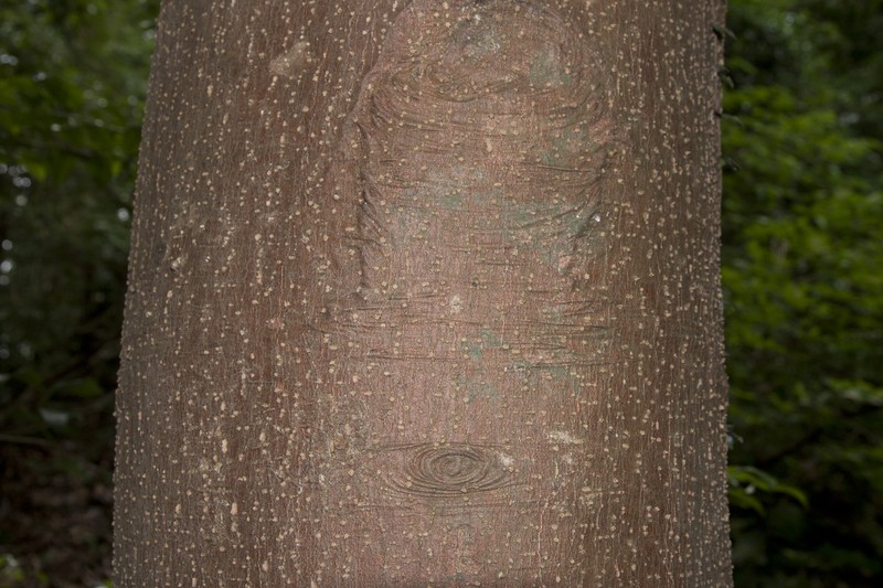 Sakaki photo 2