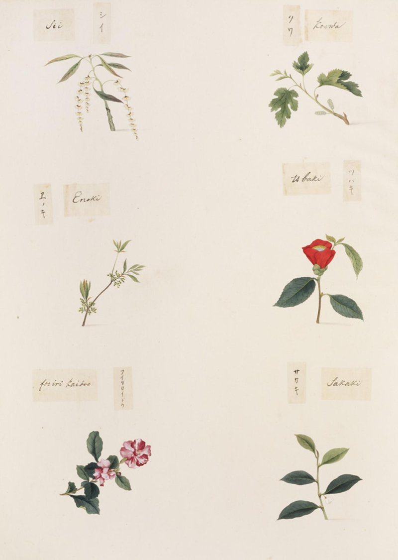 Sakaki photo 8