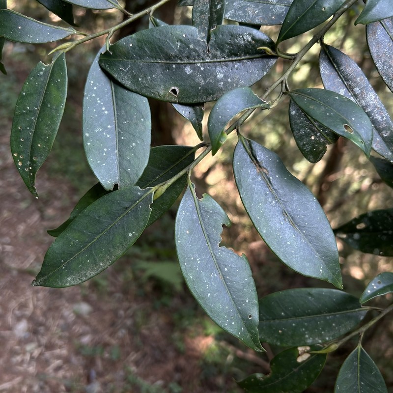 Cleyera japonica var. japonica