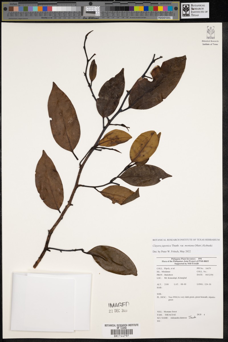 Cleyera japonica var. montana