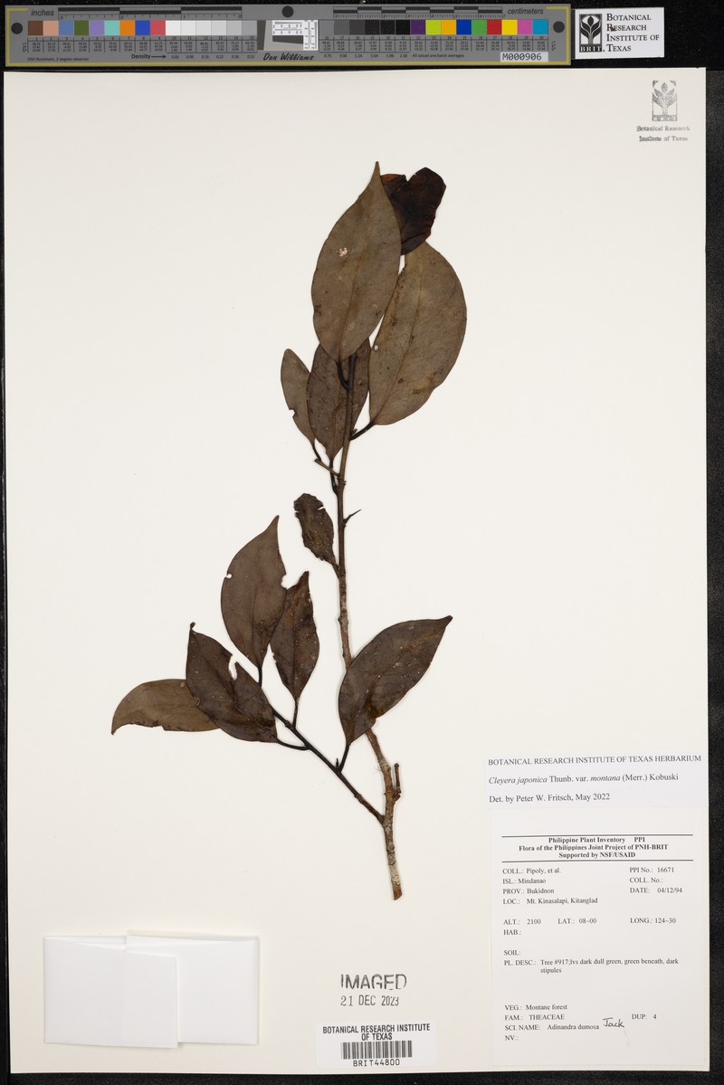 Cleyera japonica var. montana photo 2