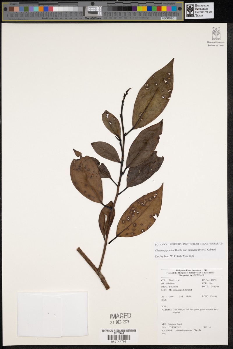 Cleyera japonica var. montana photo 3