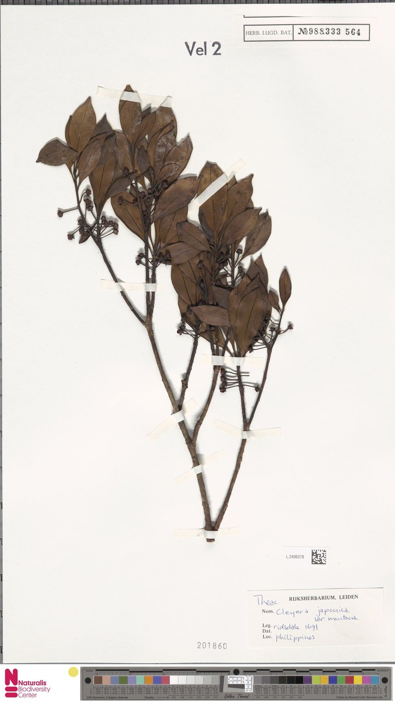 Cleyera japonica var. montana photo 4