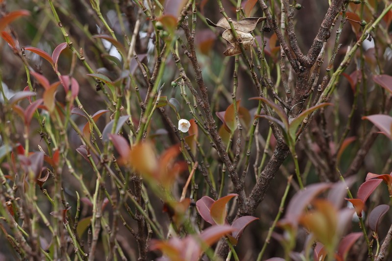 Cleyera parvifolia