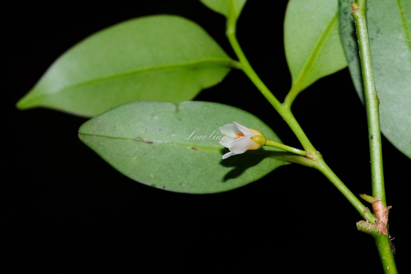Cleyera parvifolia photo 2
