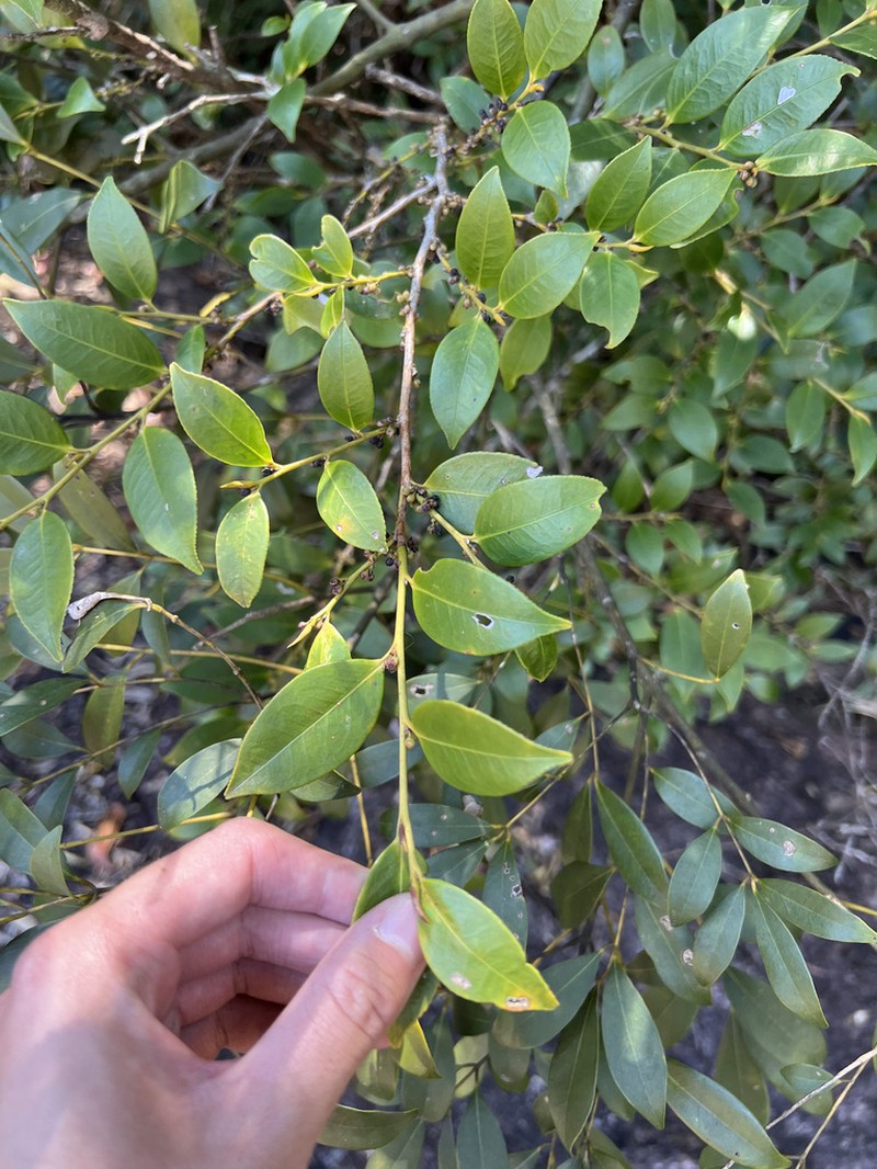 Cleyera parvifolia photo 3