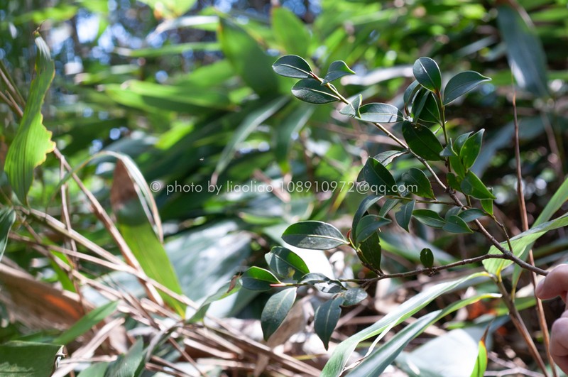 Cleyera parvifolia photo 4