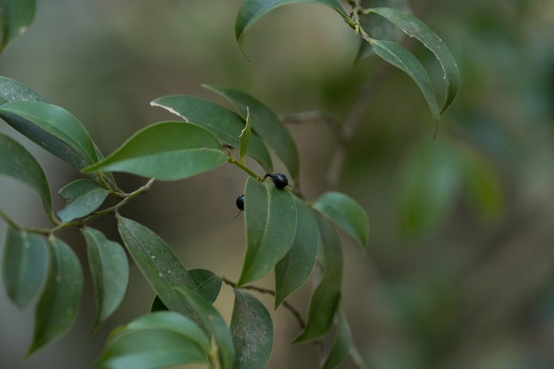Cleyera parvifolia photo 5