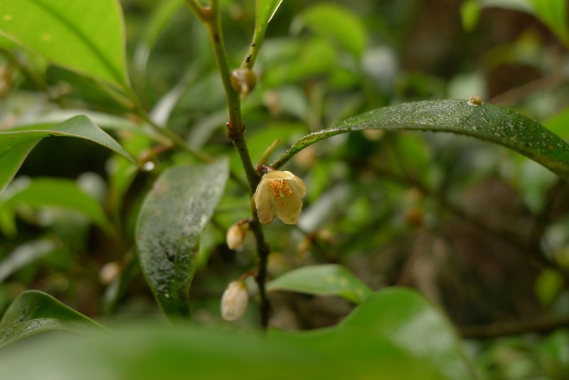 Cleyera parvifolia photo 6