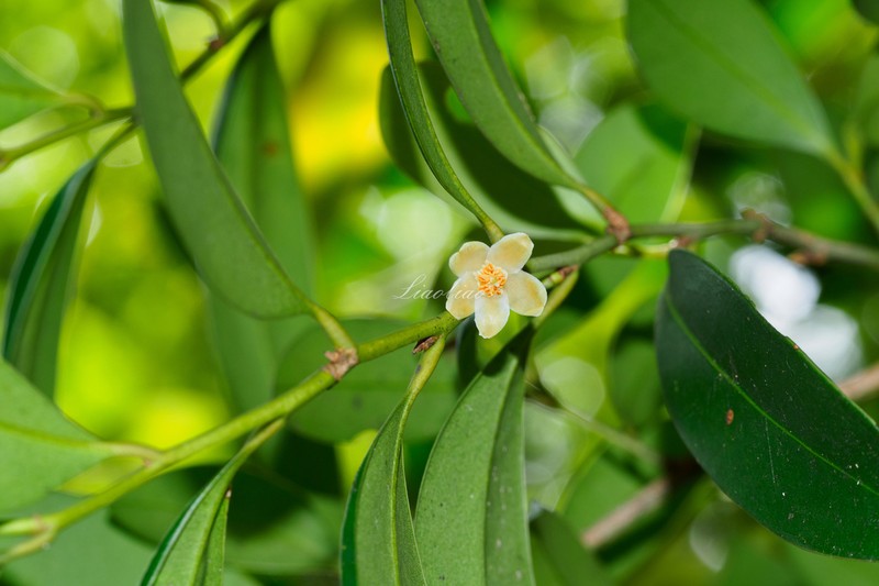 Cleyera parvifolia photo 7