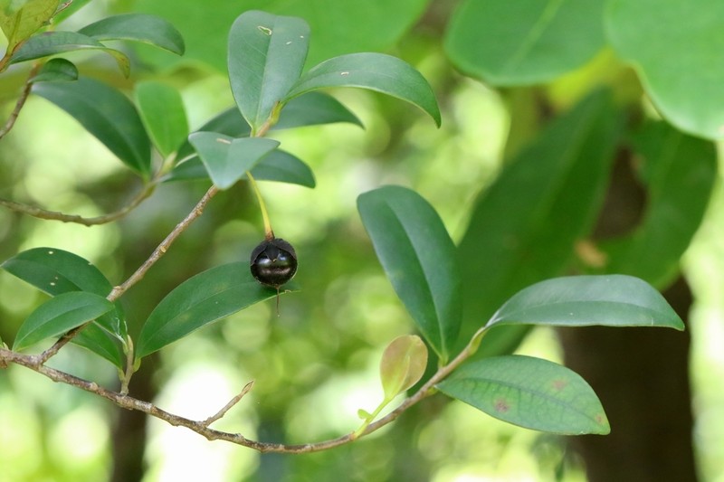 Cleyera parvifolia photo 8