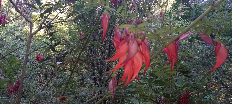 Clianthus magnificus photo 2