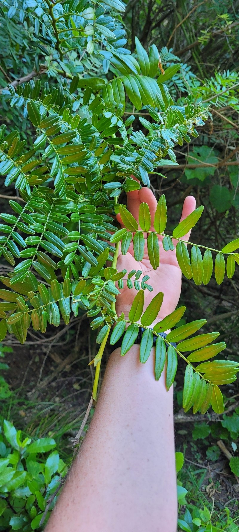 Clianthus magnificus photo 3