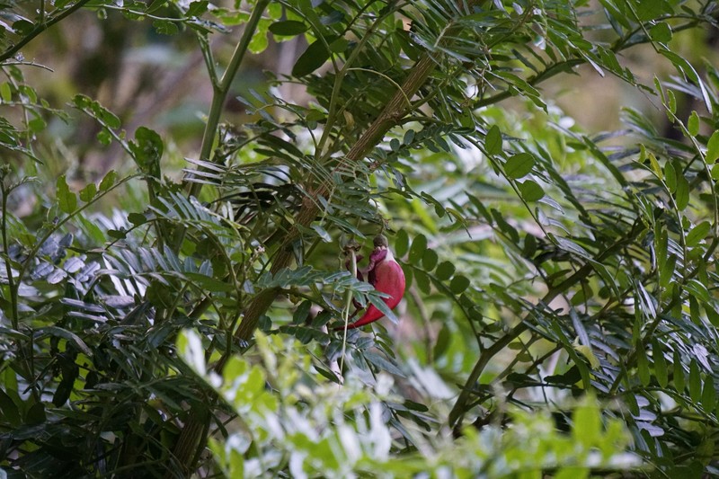 Clianthus magnificus photo 4