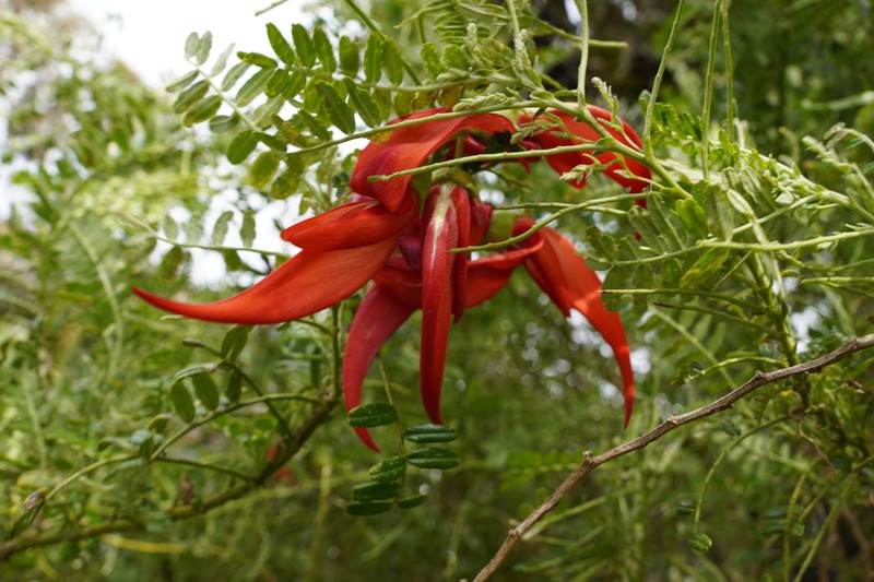 Clianthus magnificus photo 5