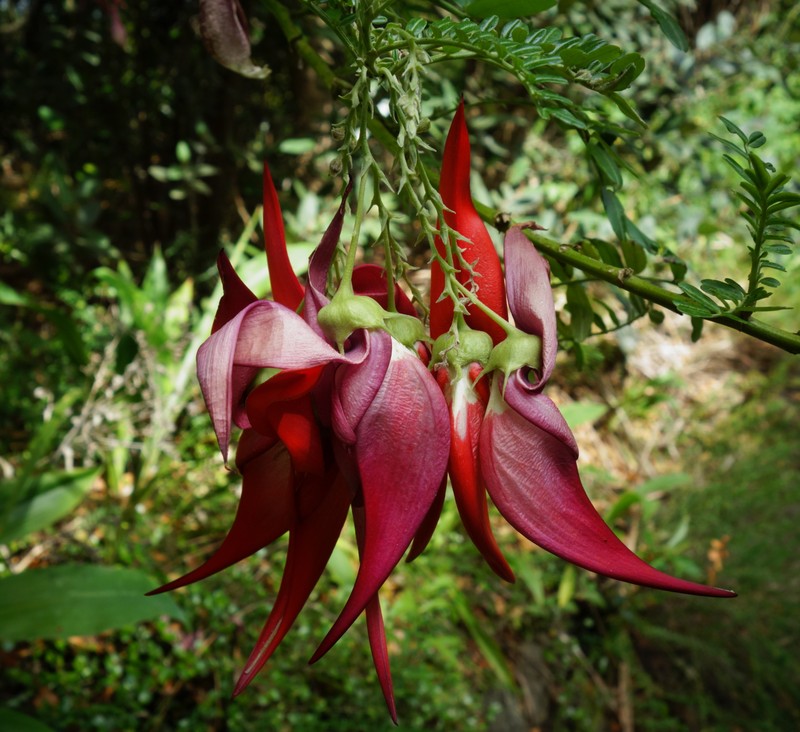 Clianthus magnificus