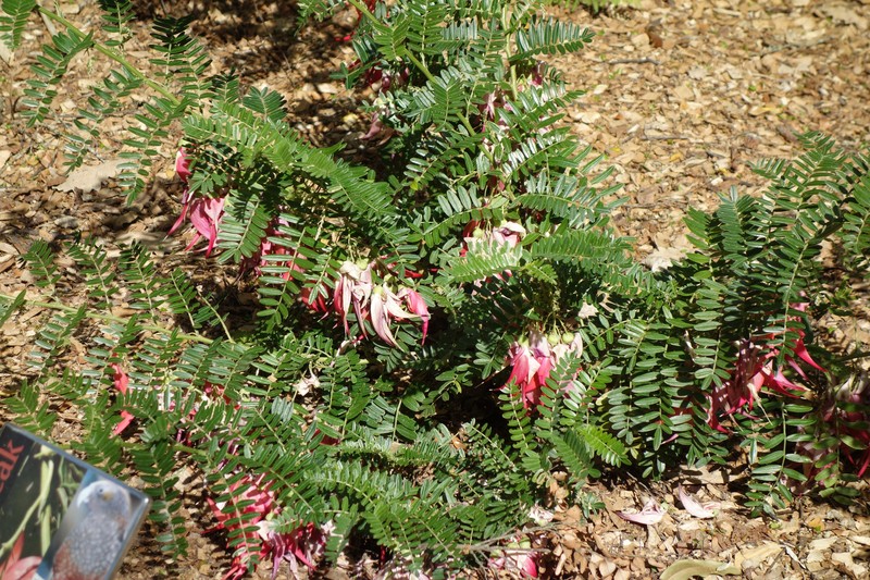 Clianthus magnificus photo 6