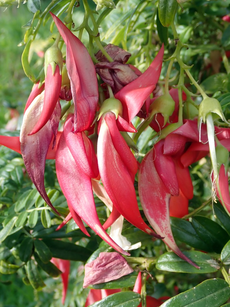 Clianthus magnificus photo 7