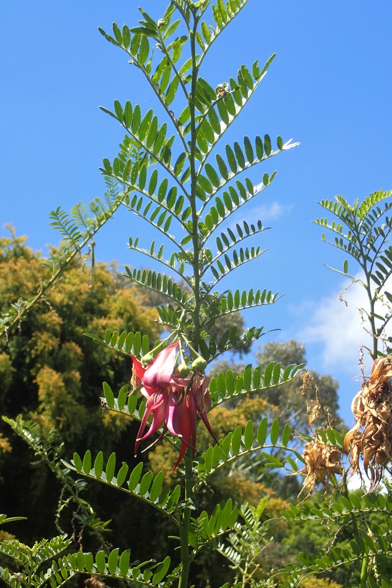 Clianthus magnificus photo 8