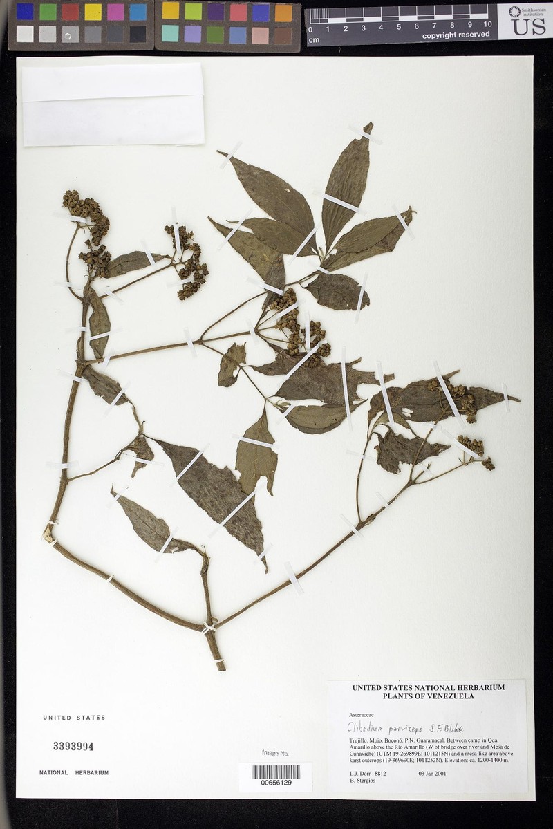 Clibadium acuminatum