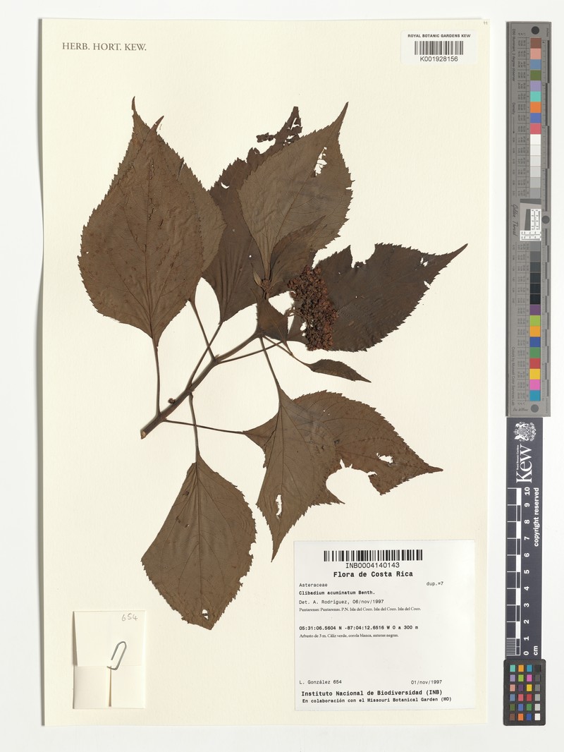 Clibadium acuminatum photo 2