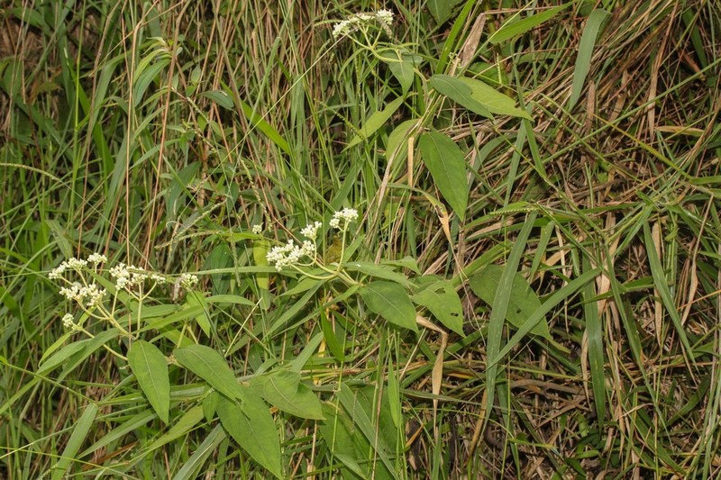 Clibadium anceps