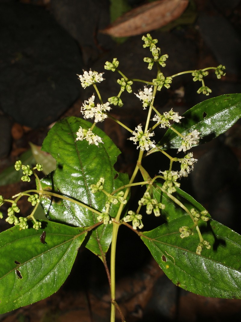 Clibadium anceps photo 2