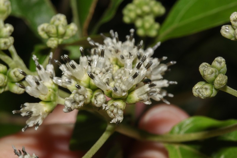 Clibadium anceps photo 3