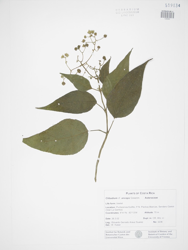 Clibadium anceps photo 4