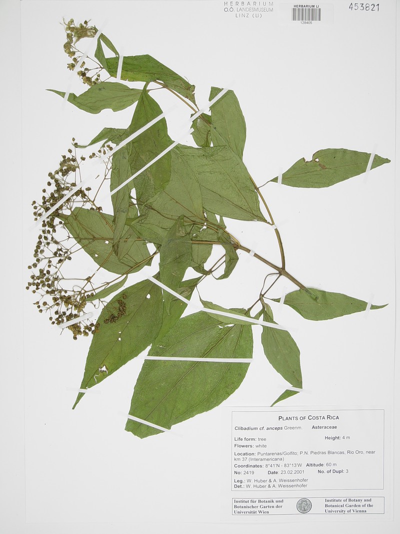 Clibadium anceps photo 5