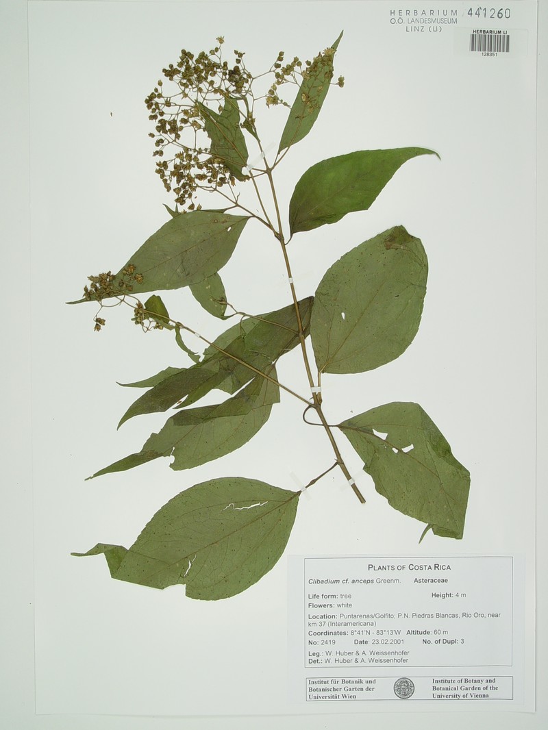 Clibadium anceps photo 6