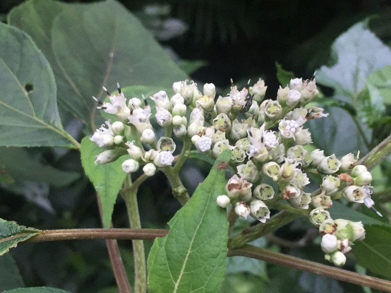 Clibadium arboreum