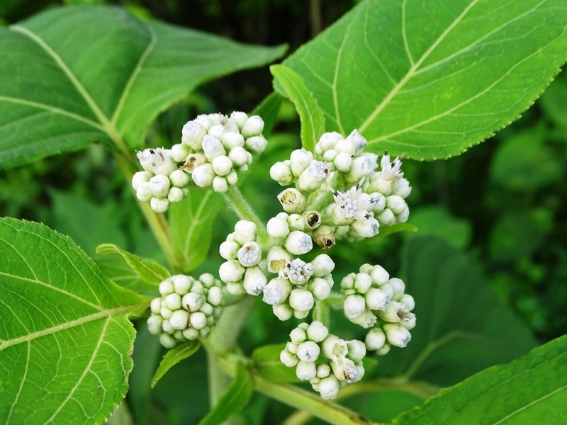 Clibadium arboreum photo 2